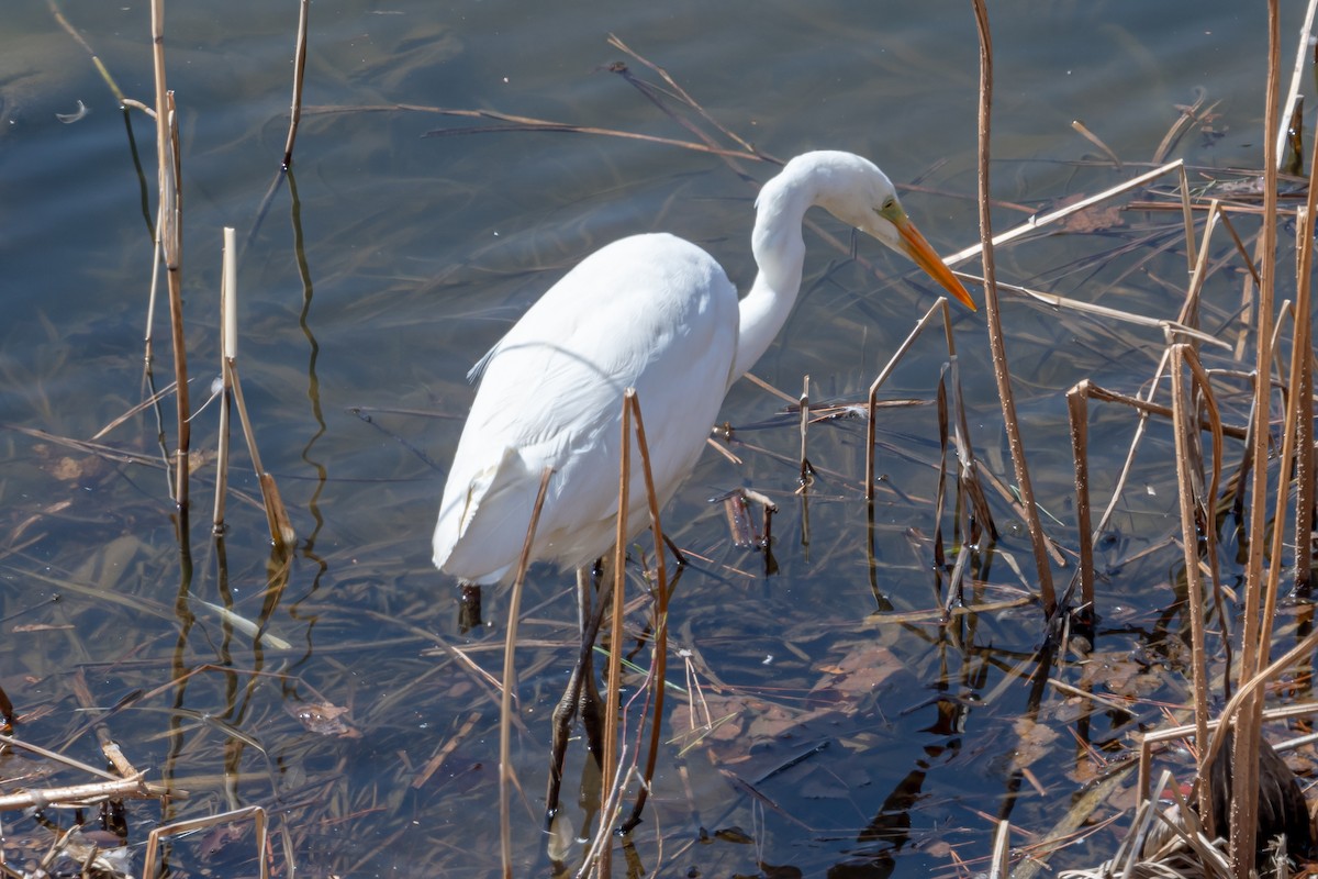 Great Egret (alba) - ML618684460