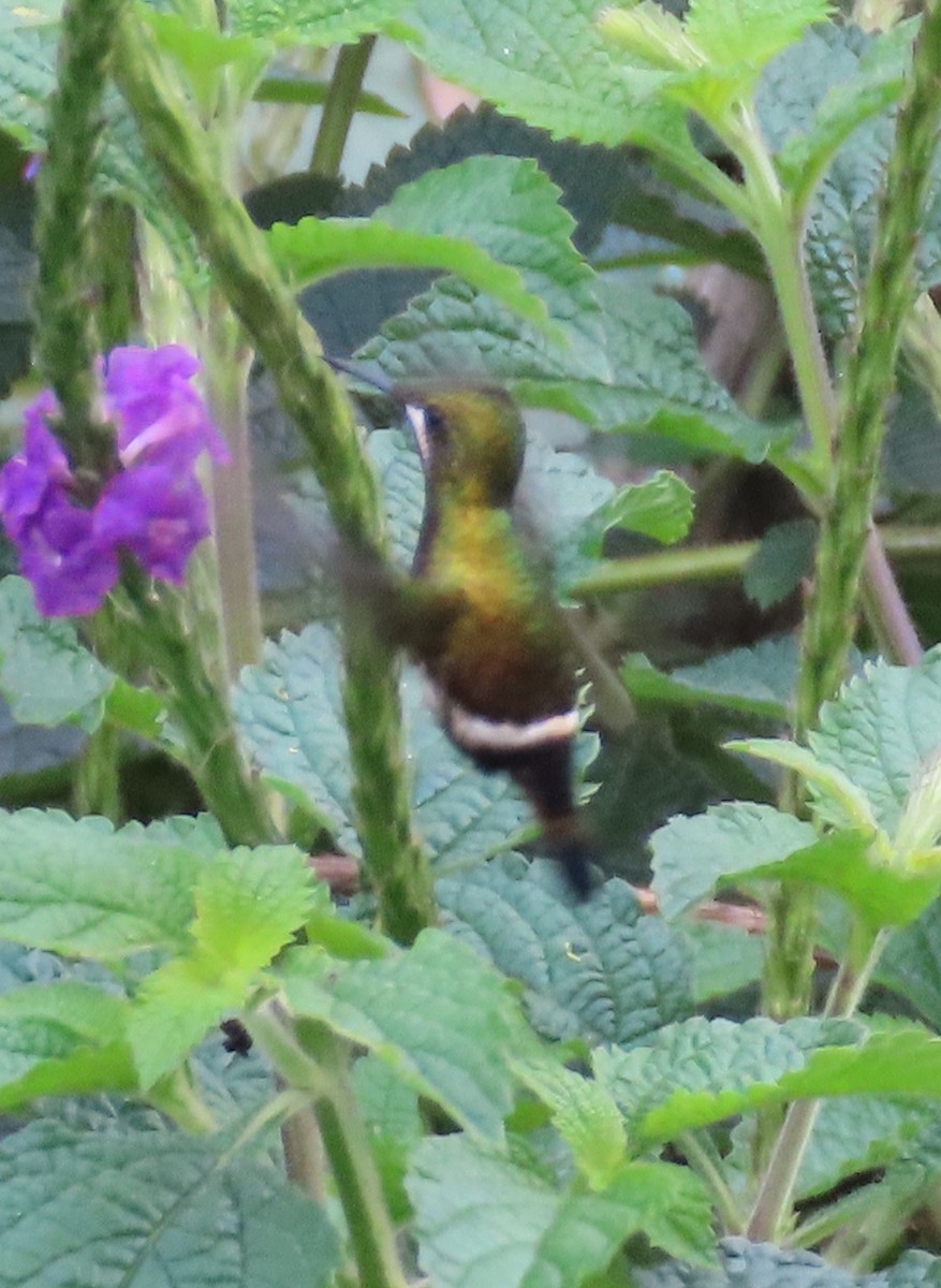 Wire-crested Thorntail - Nancy Leonard