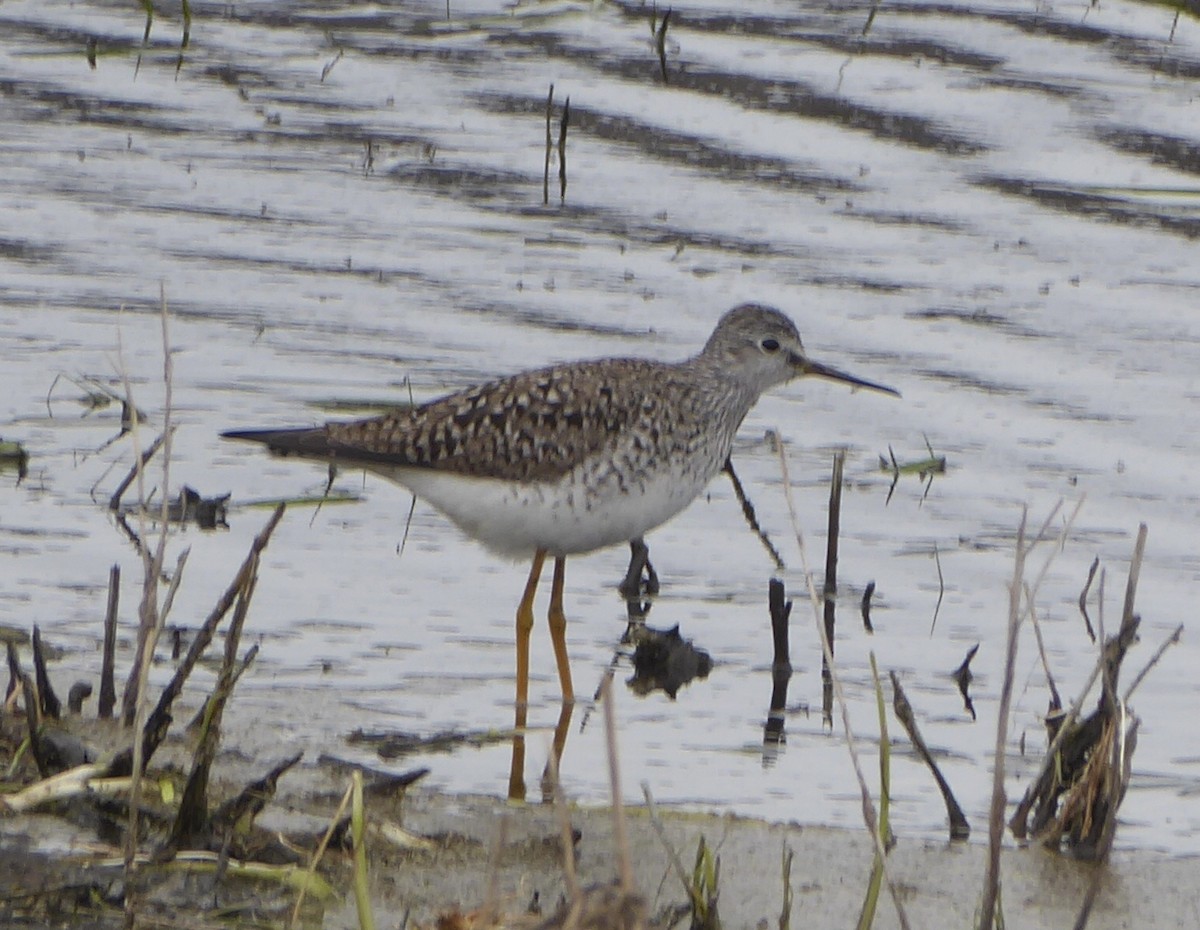 Lesser Yellowlegs - ML618684489