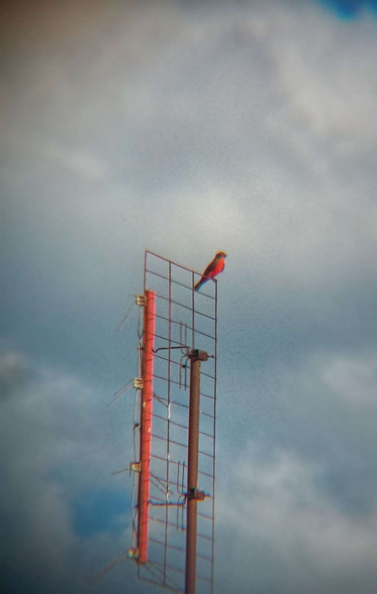 Vermilion Flycatcher (Austral) - ML618684497