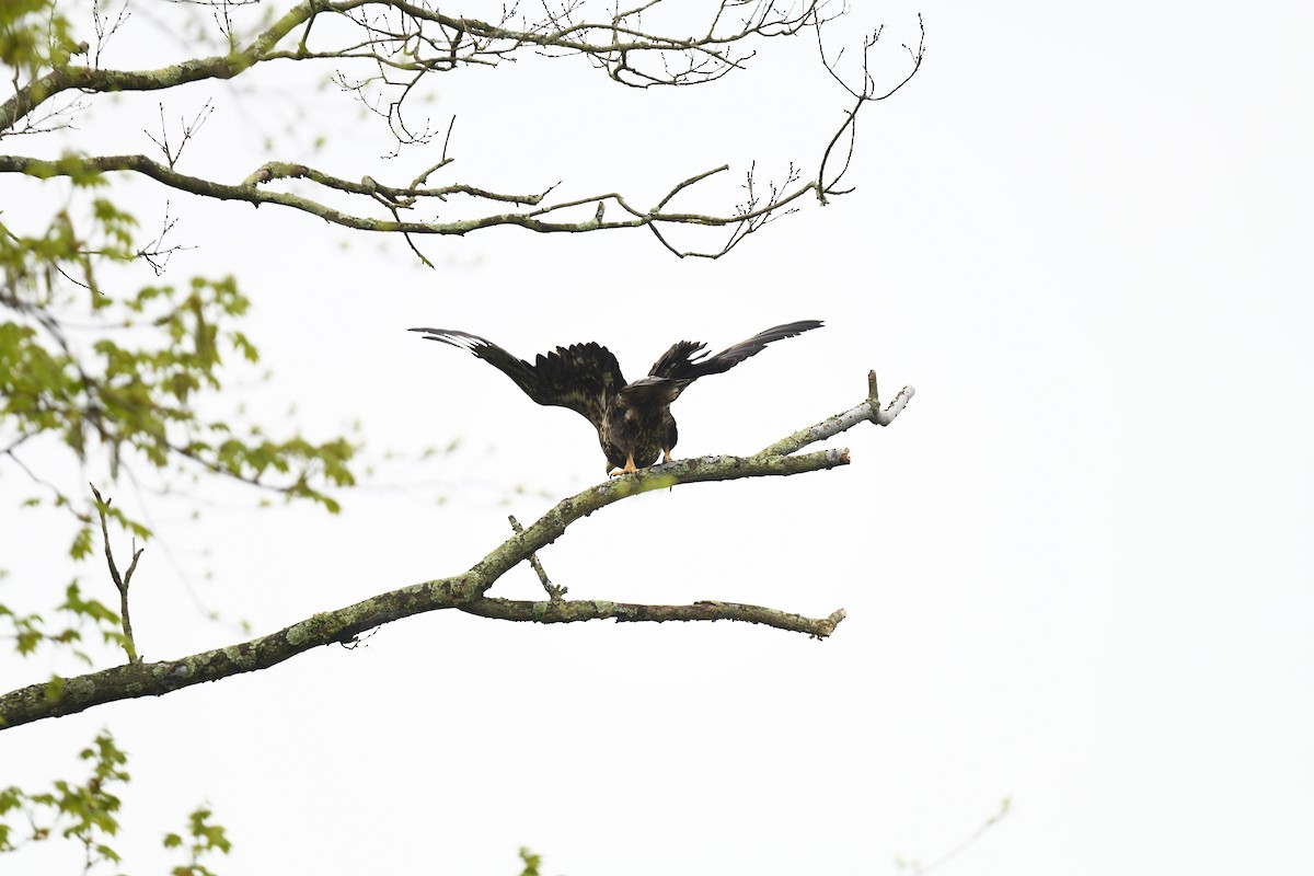 Bald Eagle - joe demko