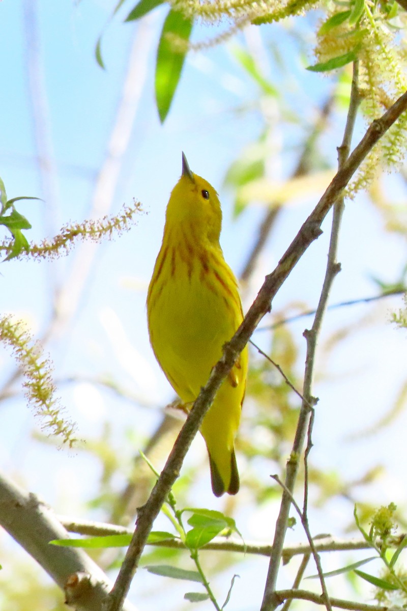 Yellow Warbler - ML618684511