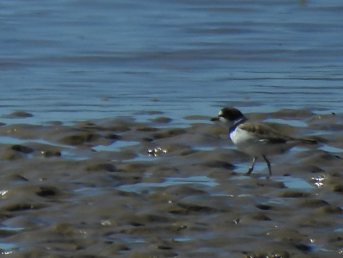 Semipalmated Plover - Dionne Adkison