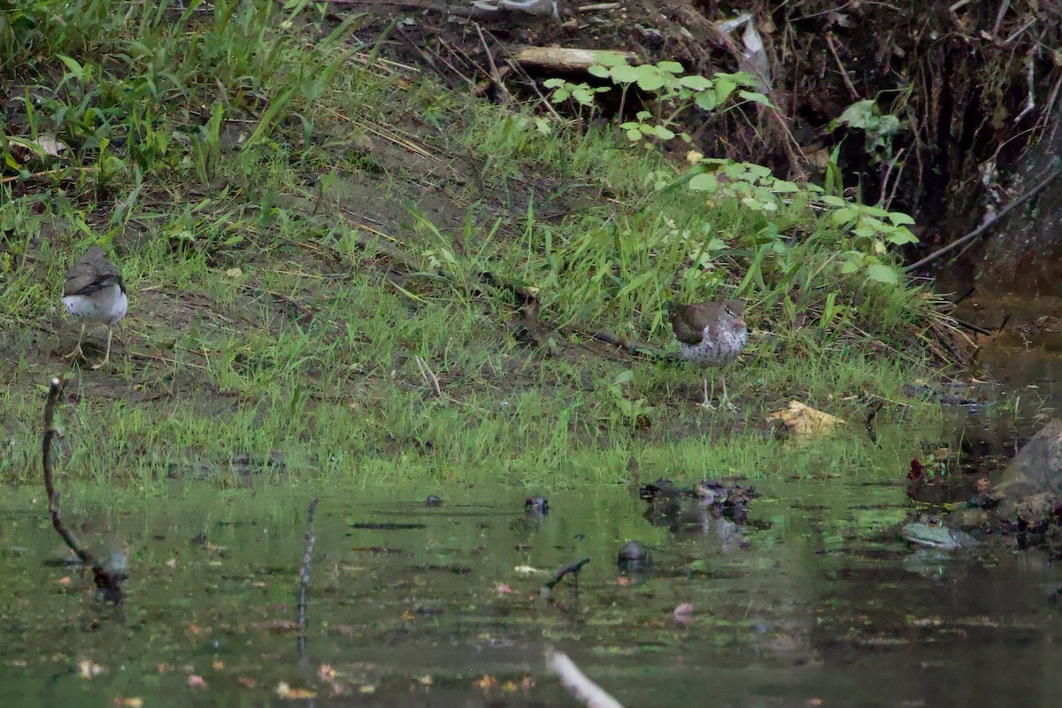 Spotted Sandpiper - ML618684531