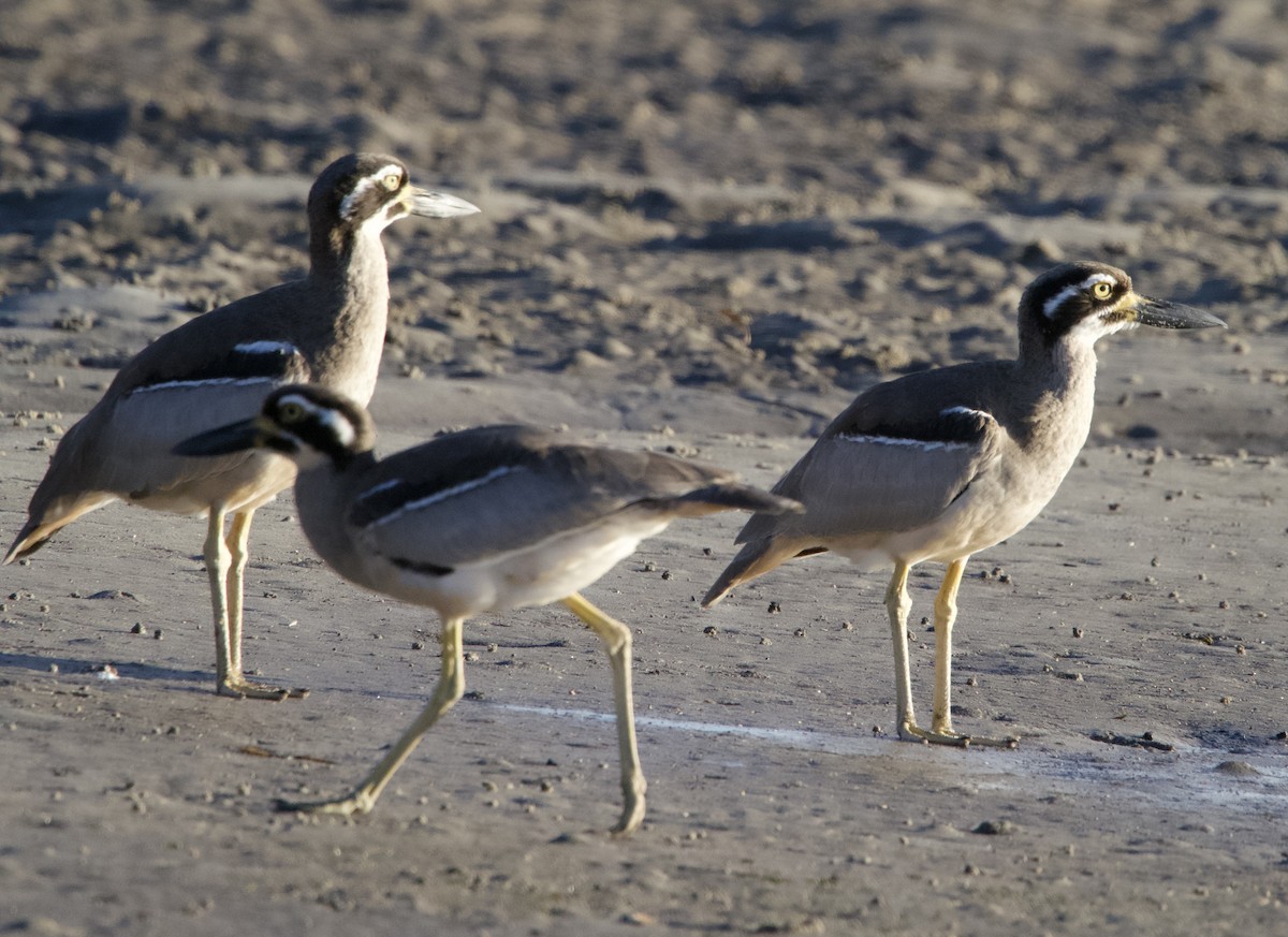 Beach Thick-knee - Yvonne van Netten