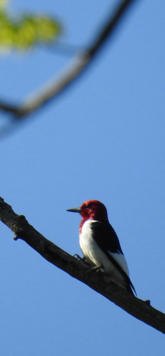 Red-headed Woodpecker - ML618684604