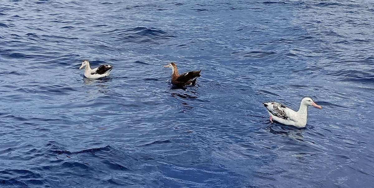 Antipodean Albatross (Gibson's) - John O'Shea