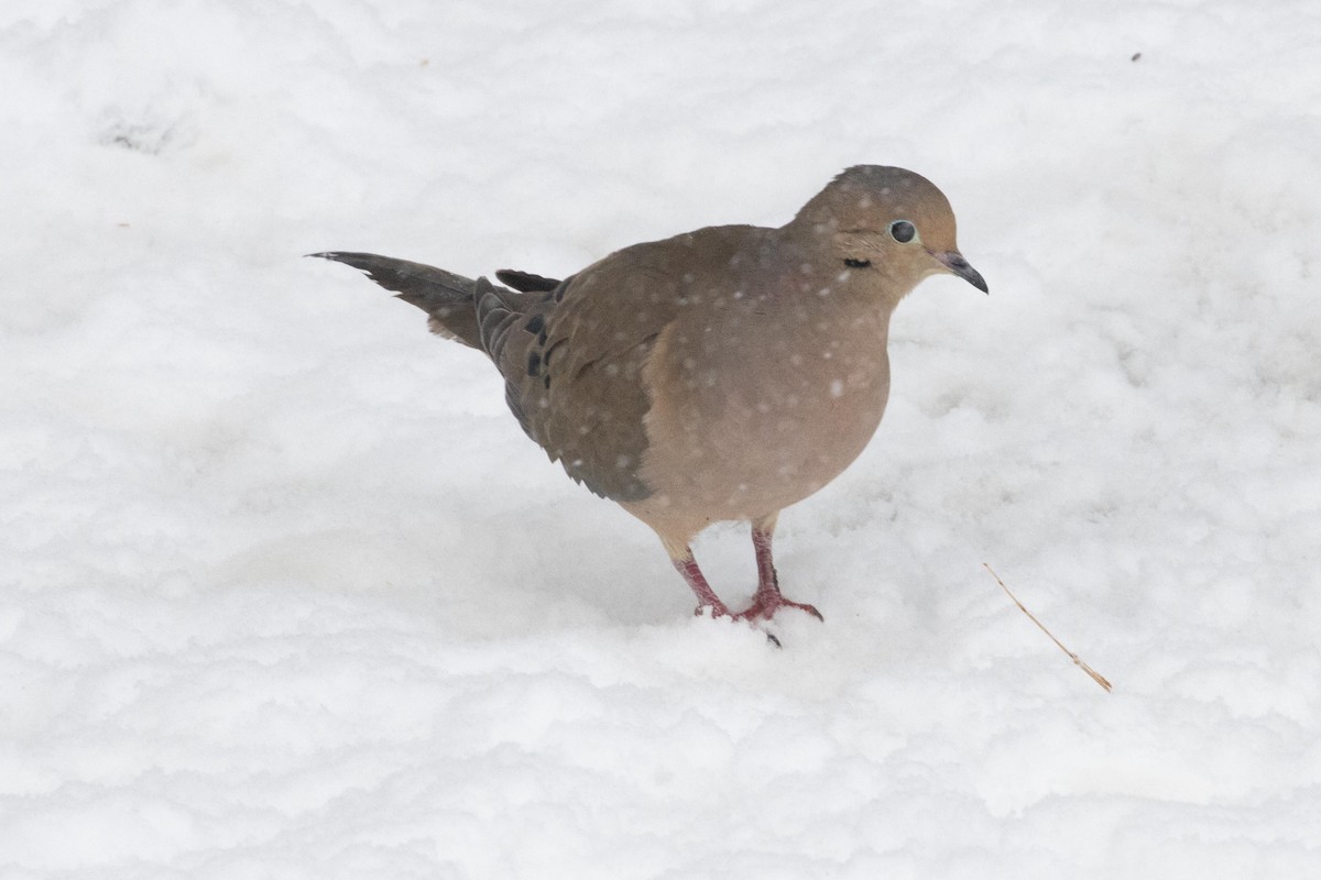 Mourning Dove - dan davis