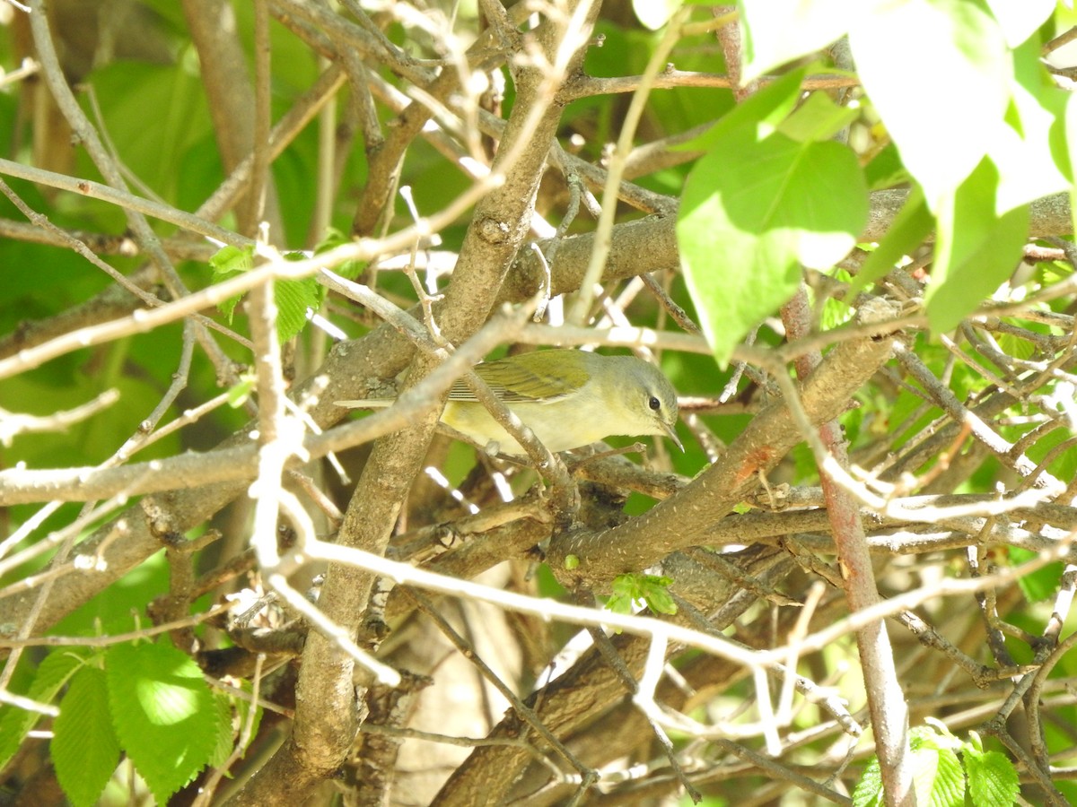 Tennessee Warbler - ML618684687