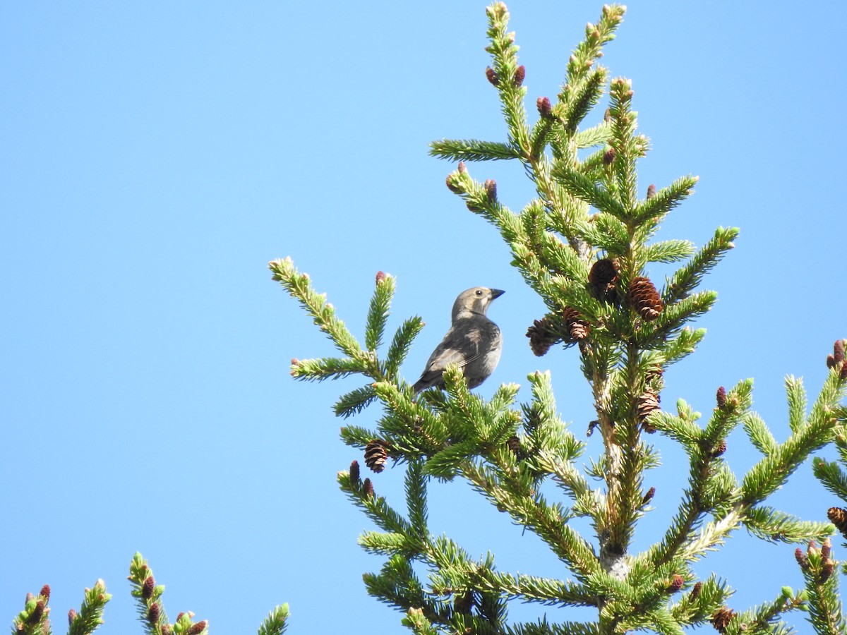 Brown-headed Cowbird - ML618684699