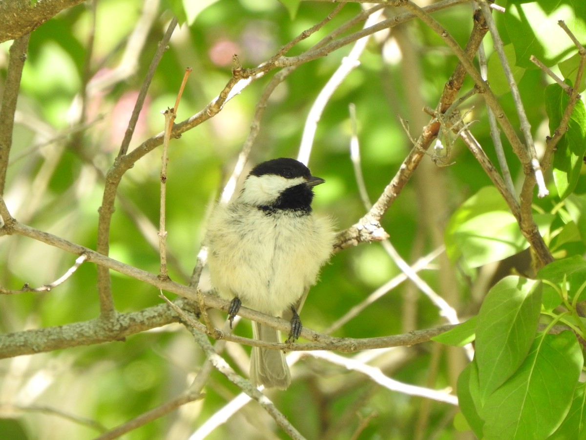 Black-capped Chickadee - ML618684705