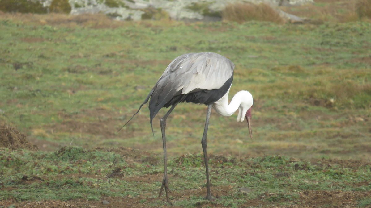 Ibis caronculé - ML618684723