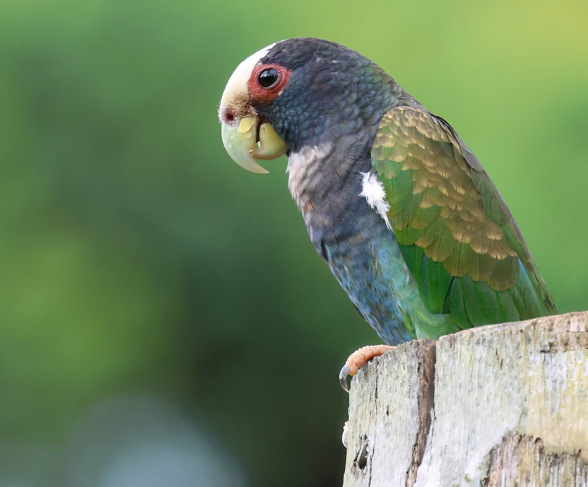 White-crowned Parrot - ML618684737