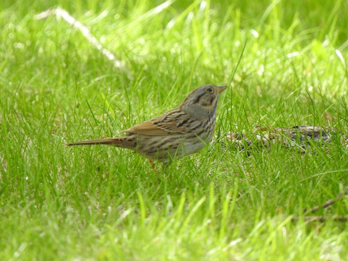 Lincoln's Sparrow - ML618684742