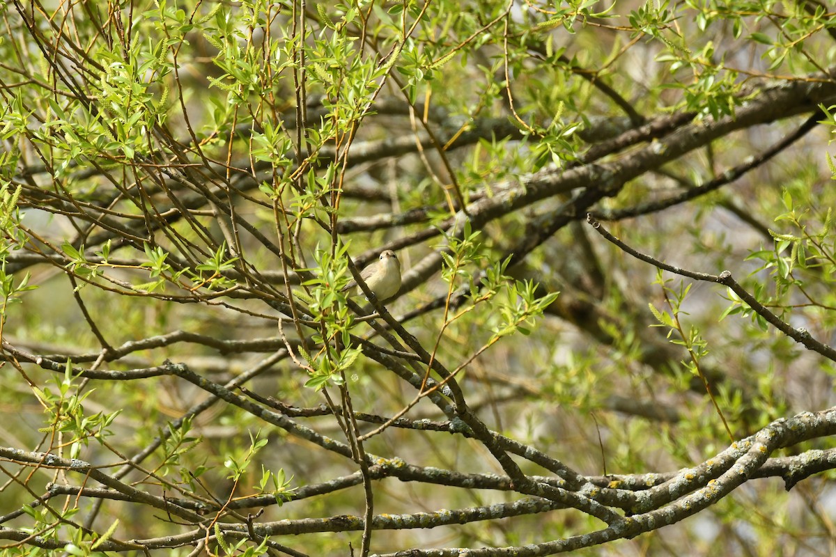 Warbling Vireo - Marcia Suchy