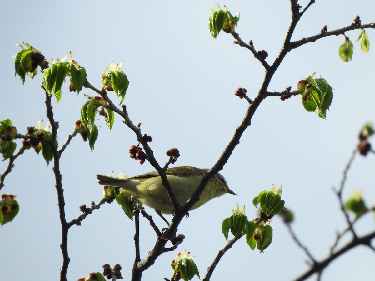 Tennessee Warbler - ML618684766