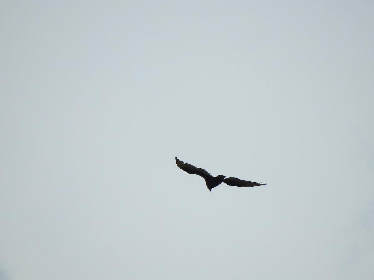 Turkey Vulture - ML618684770