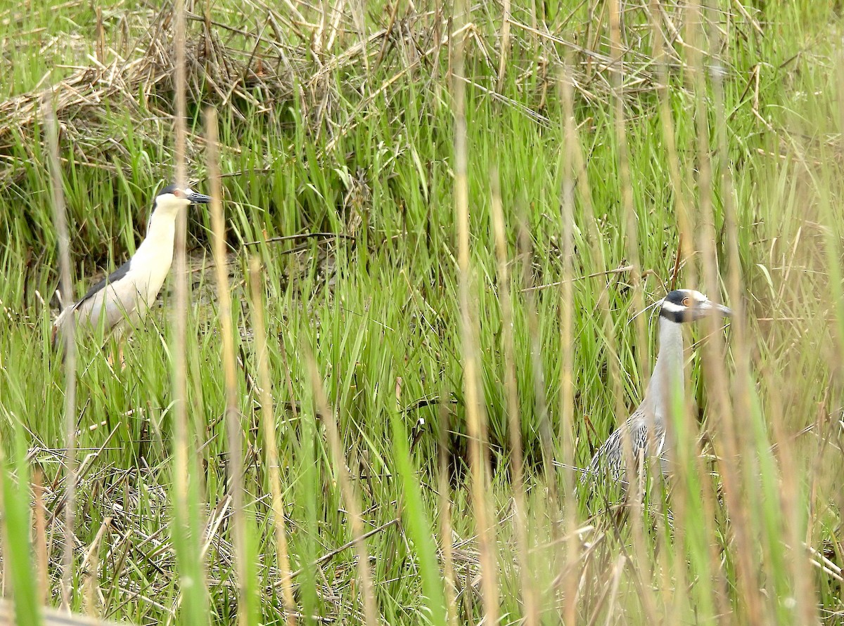 Black-crowned Night Heron - ML618684860