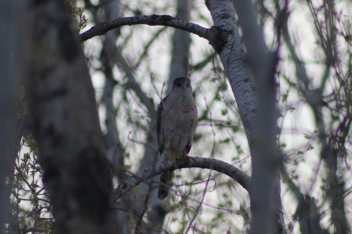 Cooper's Hawk - ML618684892