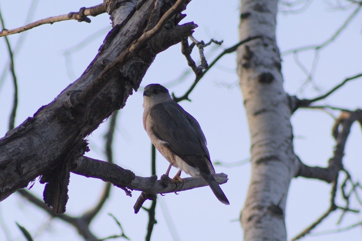 Cooper's Hawk - ML618684893