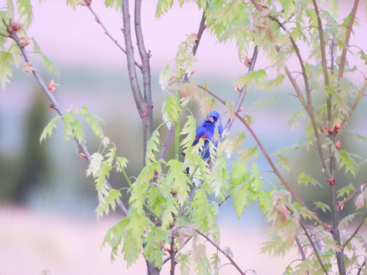 Blue Grosbeak - Mary McKitrick