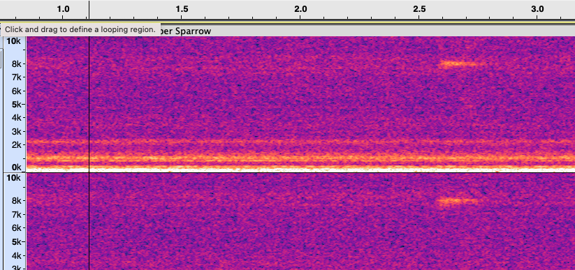 new world sparrow sp. - Sam Stuart