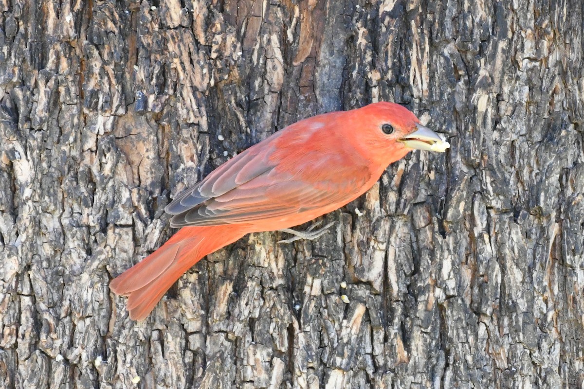 Summer Tanager - ML618685009