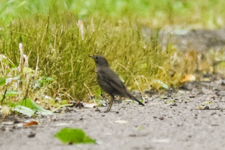 Gray-cheeked Thrush - ML618685011