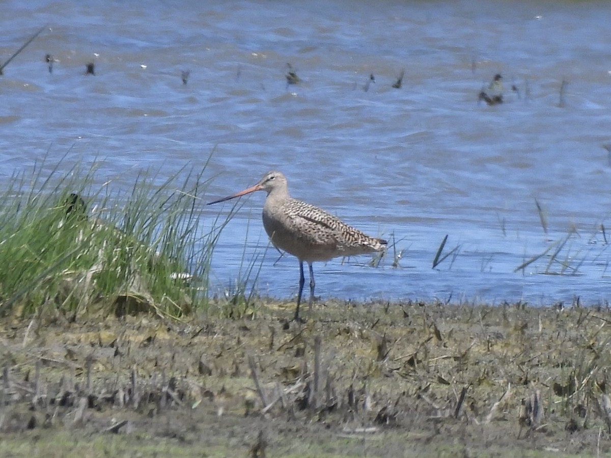 Marbled Godwit - ML618685042