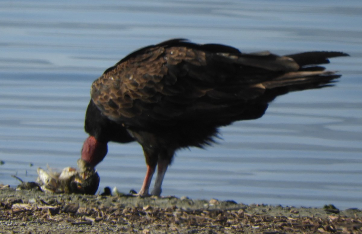 Turkey Vulture - ML618685141