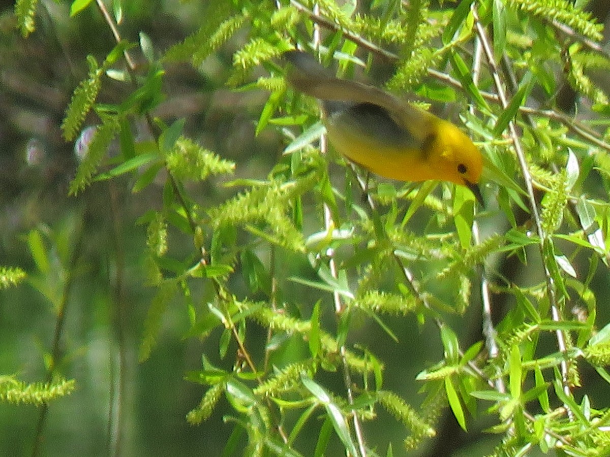 Prothonotary Warbler - Tom Preston