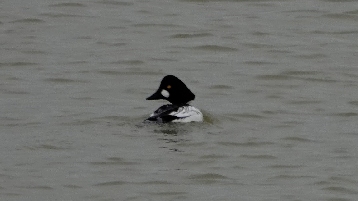 Common Goldeneye - ML618685209