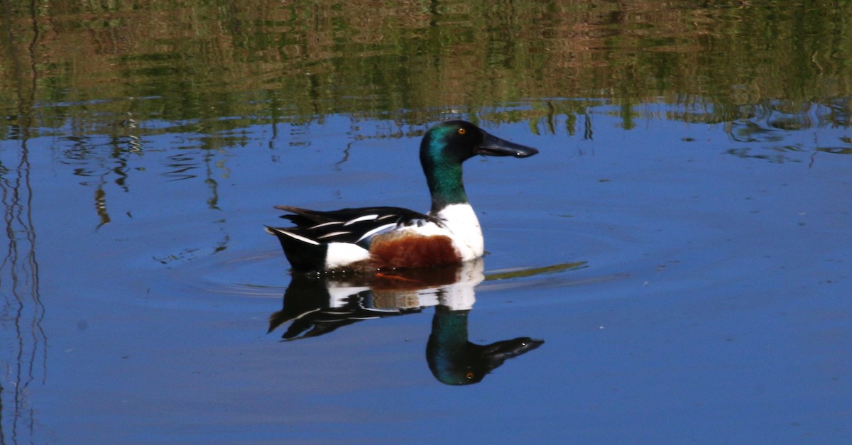 Northern Shoveler - ML618685214