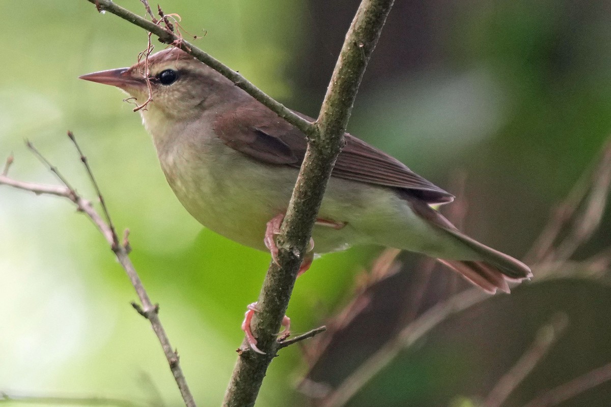 Swainson's Warbler - ML618685232