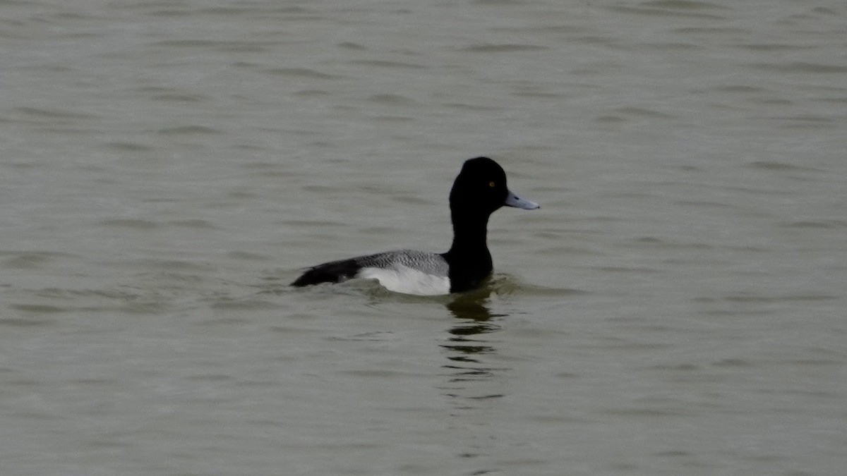 Lesser Scaup - ML618685235