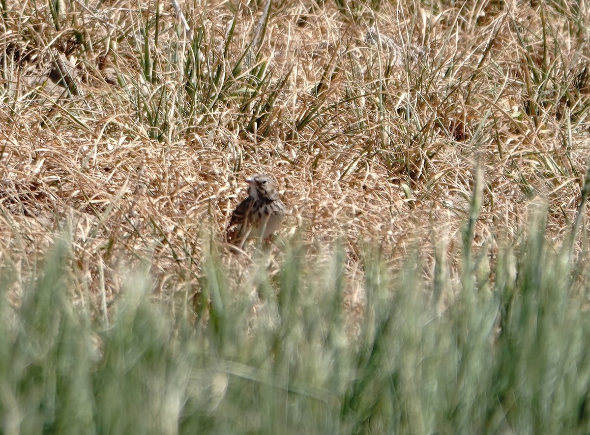 Baird's Sparrow - ML618685242