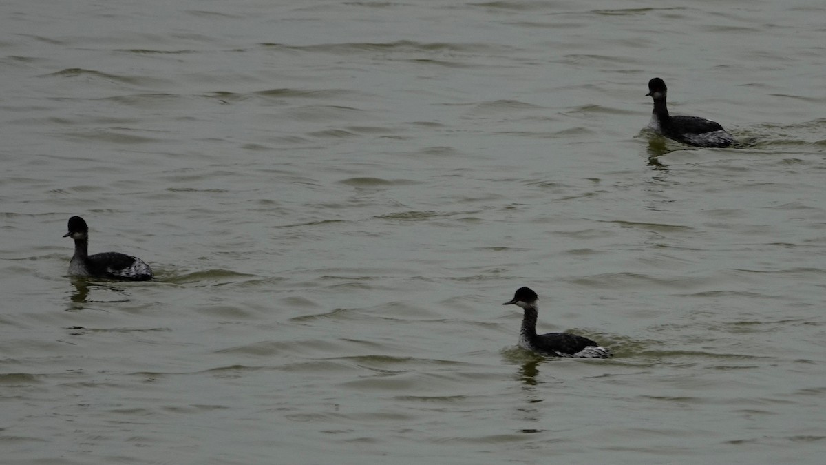 Eared Grebe - ML618685247