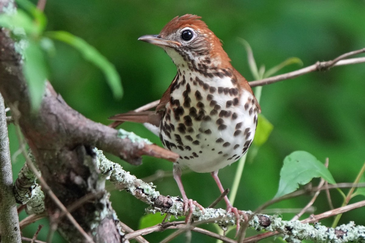 Wood Thrush - Robert Goss