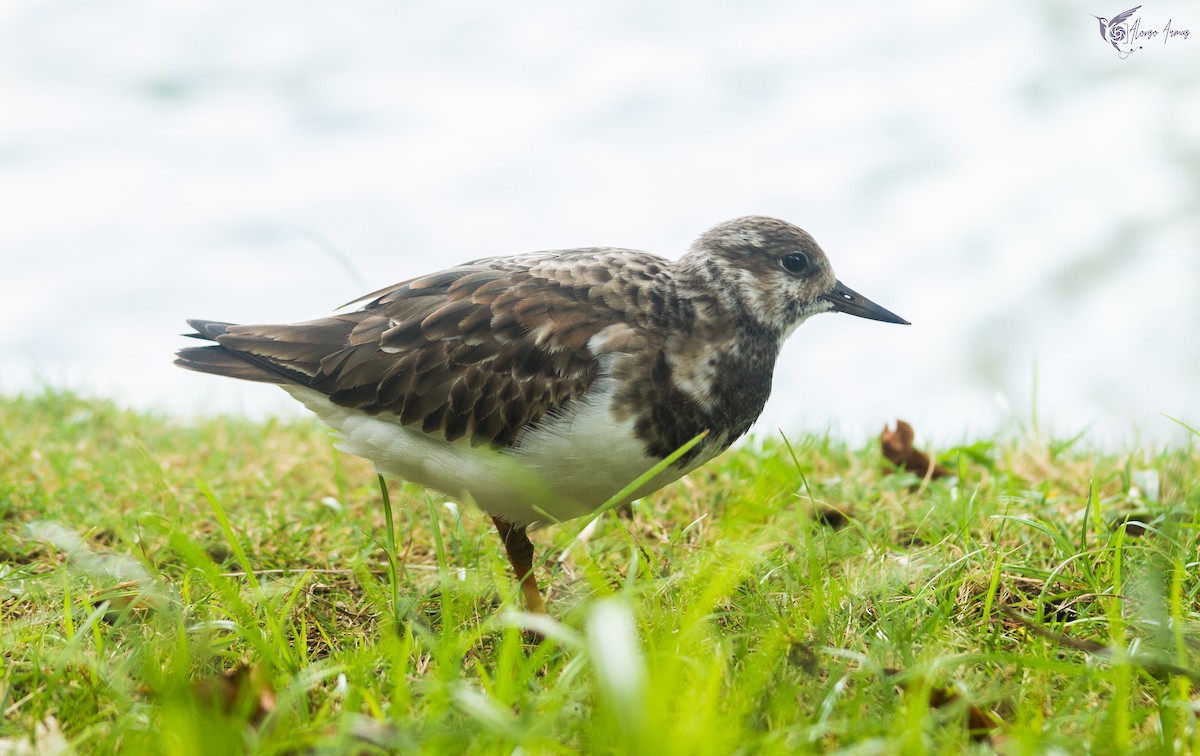 Ruddy Turnstone - ML618685267