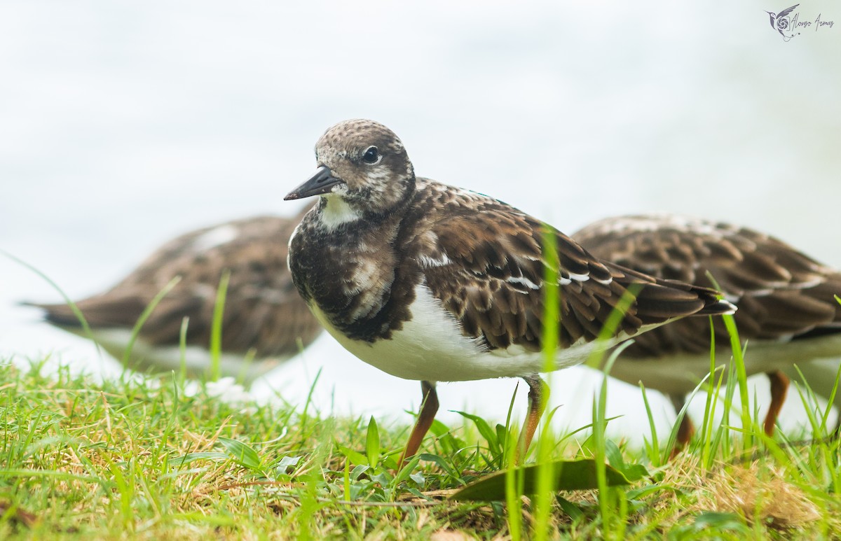 Ruddy Turnstone - ML618685268