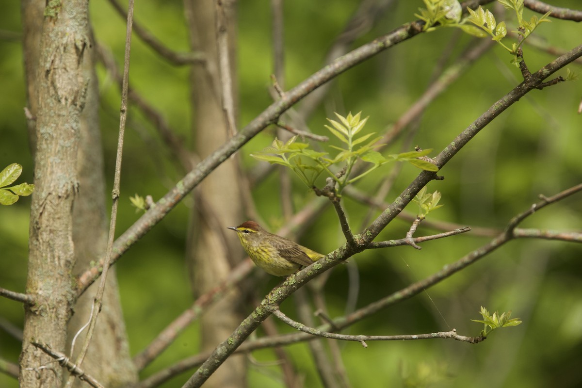 Palm Warbler - Paul Miller