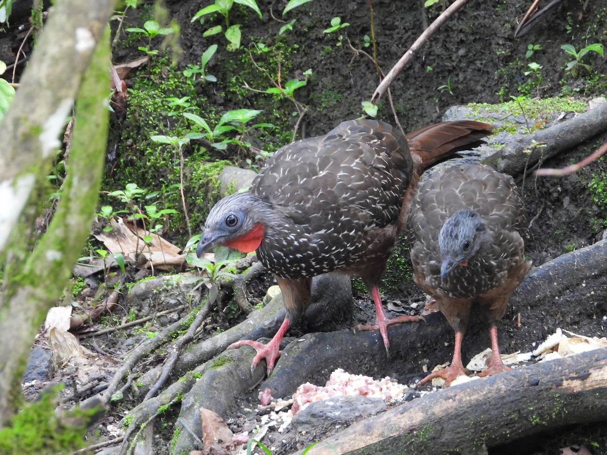 Band-tailed Guan - ML618685287