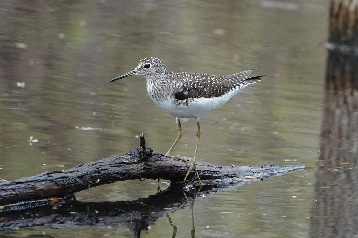 Solitary Sandpiper - ML618685288