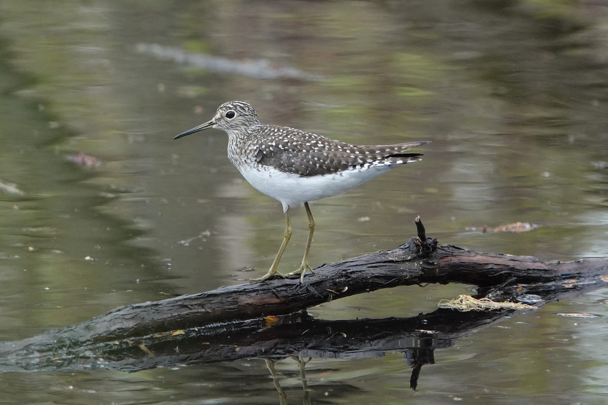 Solitary Sandpiper - ML618685289