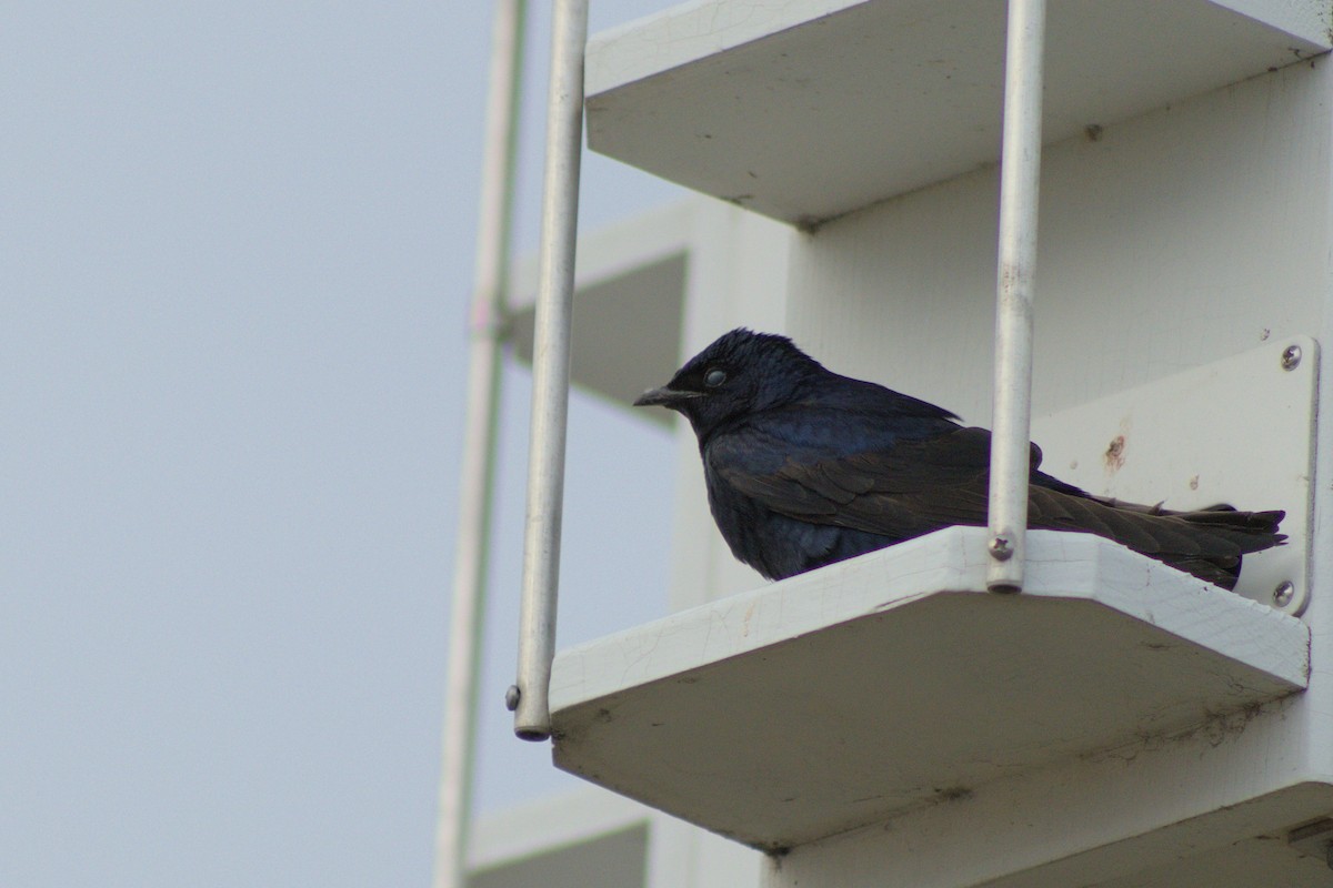 Purple Martin - ML618685335