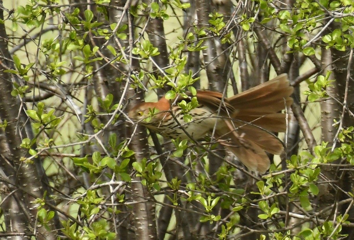 Brown Thrasher - ML618685362