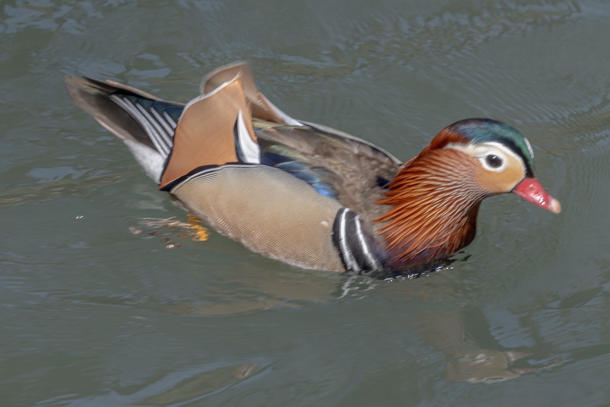 Mandarin Duck - ML618685365