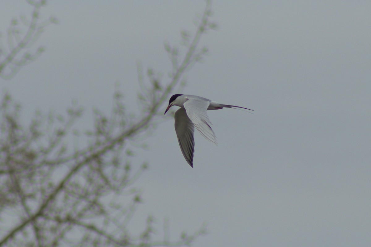 Forster's Tern - ML618685372