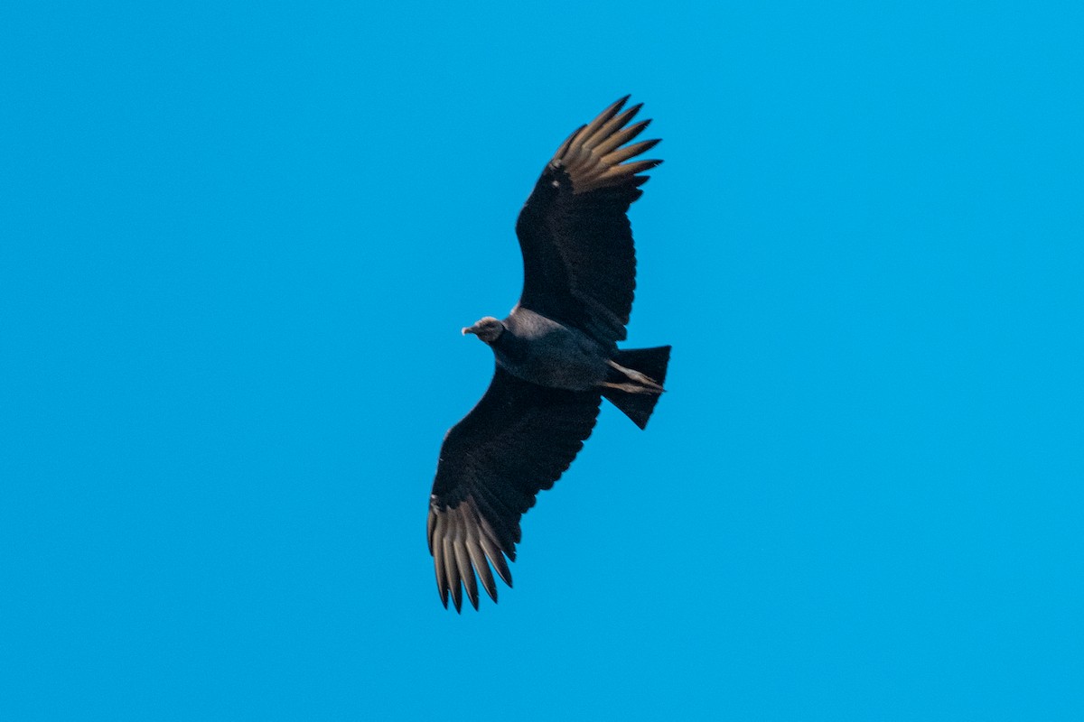 Black Vulture - Leonam Torre