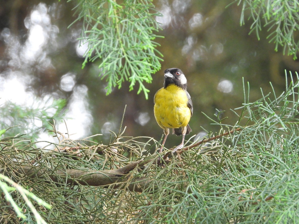 Santa Marta Brushfinch - Jose Fernando Sanchez O.